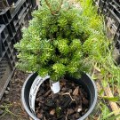 Abies Koreana Silber Mavers Korean Fir Live Plant 6 Inch Tall 1 Gallon Pot