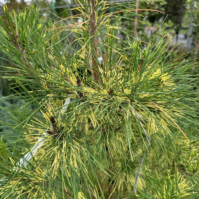 Pinus Densiflora Golden Ghost Japanese Red Pine 12 Inch Tall 1 Gallon Pot