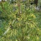 Pinus Densiflora Golden Ghost Japanese Red Pine 12 Inch Tall 1 Gallon Pot
