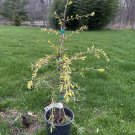 Cedrus Deodara Gold Horizon Deodar Cedar 18 Inch Tall 1 Gallon Pot