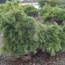 Pinus Strobus Niagara Falls White Pine Live Plant 12 Inch Tall 1 Gallon Pot