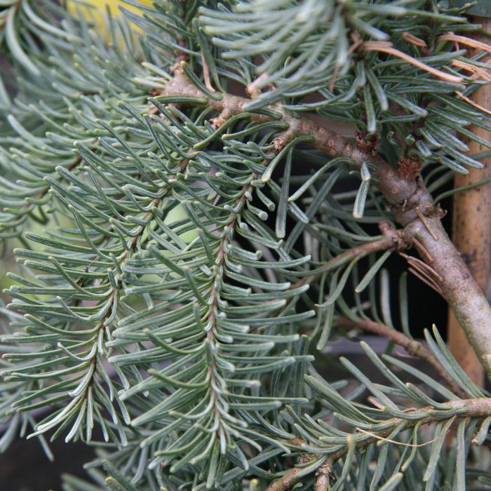 Abies Procera Delbar Cascade 10 Inch Tall 1 Gallon Pot