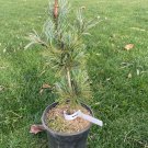 Pinus Parviflora Gimborns Ideal Live Plant 15 Inch Tall 1 Gallon Pot