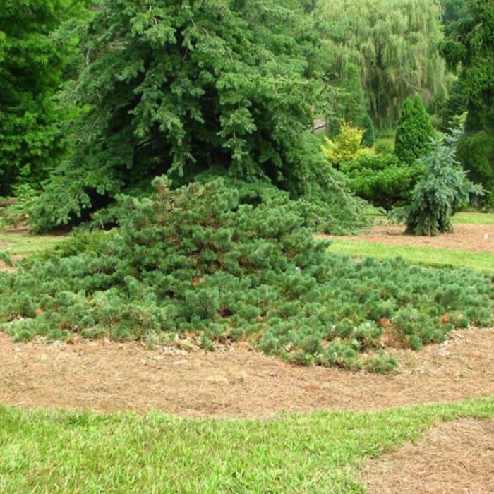 Pinus Sylvestris Albyn Prostrate Scots Pine Live Plant 10 Inch Tall 1 Gallon Pot