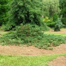 Pinus Sylvestris Albyn Prostrate Scots Pine Live Plant 10 Inch Tall 1 Gallon Pot