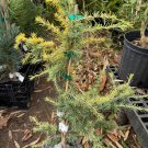 Cedrus Deodara Gold Cascade Deodar Cedar 12 Inch Tall 1 Gallon Pot