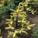 Abies Pinsapo Aurea Spanish Fir 12 Inch Tall 1 Gallon Pot