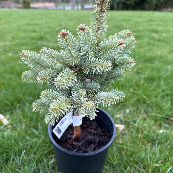Abies Lasiocarpa Arizonica Glauca Compacta 10 Inch Tall 1 Gallon Pot