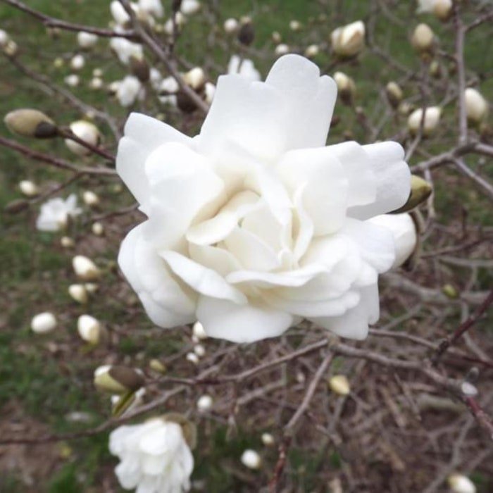 Magnolia &Atilde;� Loebneri White Rose 15 Inch Tall 1 Gallon Pot