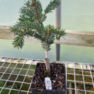Abies Nordmanniana Hupp S Perfect Pillar Nordmann Fir Live Plant 10 Inch Tall 1 Gallon Pot