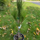 Pinus Thunbergii Red Janome Japanese Black Pine 12 Inch Tall 1 Gallon Pot