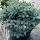 Picea Pungens Globosa Colorado Blue Spruce Live Plant 10 Inch Tall 1 Gallon Pot