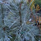 Pinus Strobus White Mountain Eastern White Pine 18 Inch Tall 1 Gallon Pot