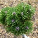 Pinus Nigra Black Prince Dwarf Austrian Pine 10 Inch Tall 1 Gallon Pot