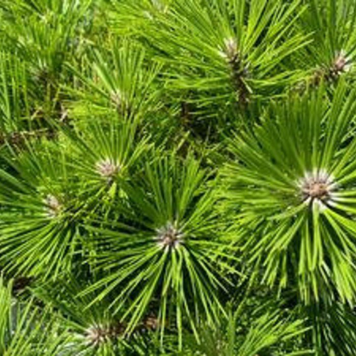 Pinus Densiflora Vibrant Japanese Red Pine 12 Inch Tall 1 Gallon Pot