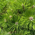 Pinus Densiflora Vibrant Japanese Red Pine 12 Inch Tall 1 Gallon Pot