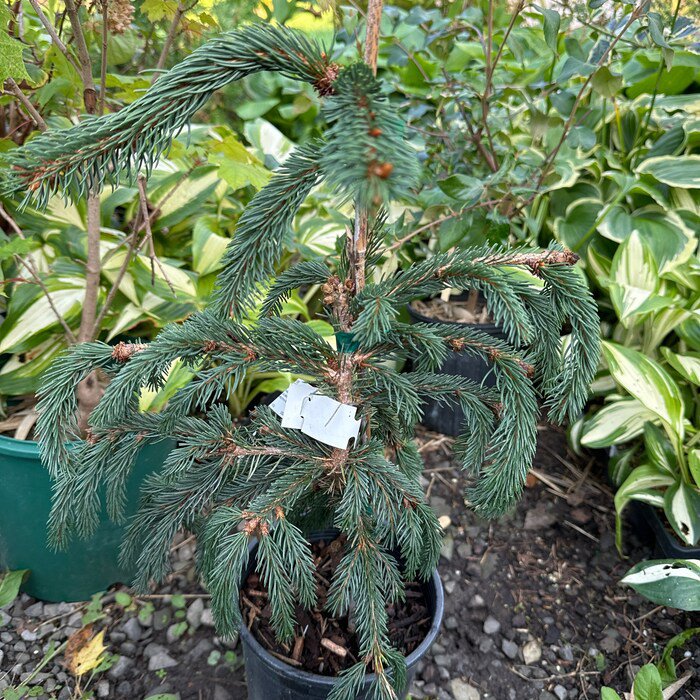 Picea Abies Weeping Blue Norway Spruce 12 Inch Tall 1 Gallon Pot