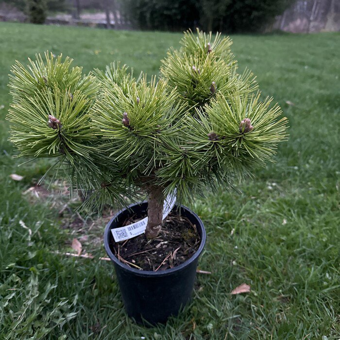 Pinus Densiflora Jane Kluis Japanese Red Pine 10 Inch Tall 1 Gallon Pot