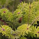 Abies Koreana Golden Glow Golden Korean Fir Live Plant 10 Inch Tall 1 Gallon Pot