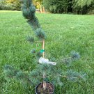 Pinus Parviflora Aizu Goyo Live Plant 18 Inch Tall 1 Gallon Pot