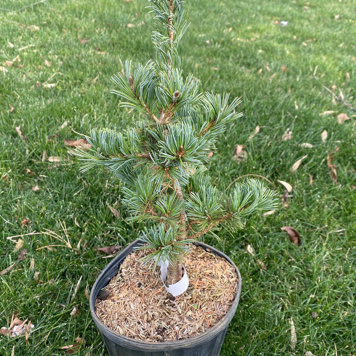 Pinus Parviflora Adcock S Dwarf Live Plant 12 Inch Tall 1 Gallon Pot