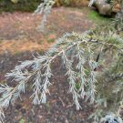 Cedrus Deodara Sanders Blue Deodar Cedar 12 Inch Tall 1 Gallon Pot