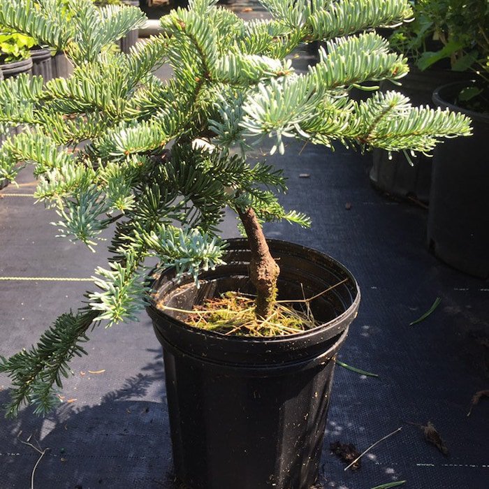 Abies Procera Glauca Prostrata Blue Dwarf Noble Fir Live Plant 1 Gallon Pot