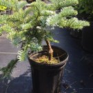 Abies Procera Glauca Prostrata Blue Dwarf Noble Fir Live Plant 1 Gallon Pot