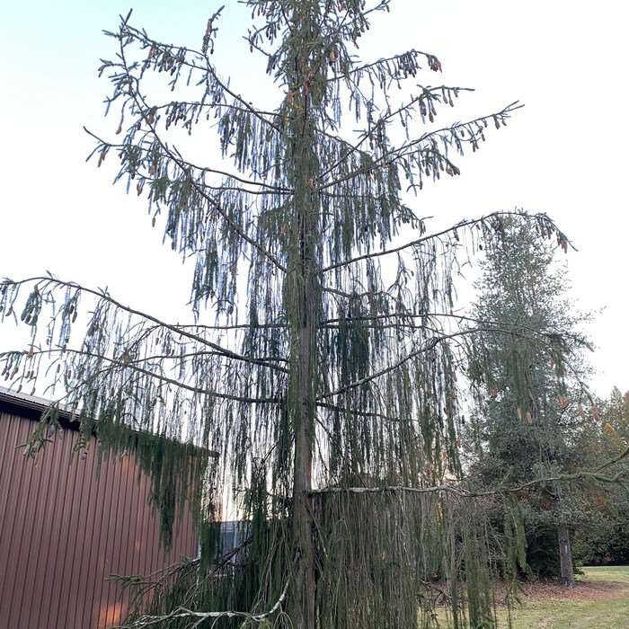 Picea Abies Virgata Norway Spruce 18 Inch Tall 1 Gallon Pot