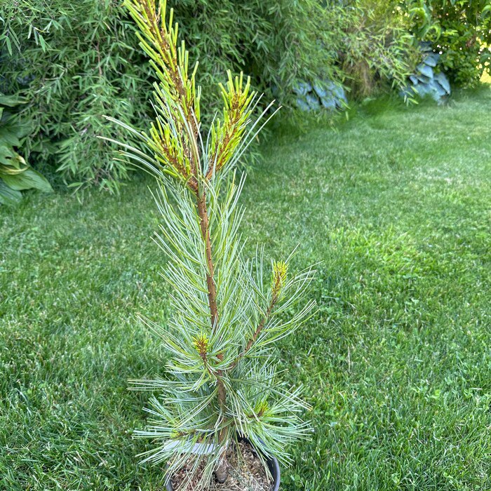 Korean Pine Pinus Morris Blue 24 Inch Tall 1 Gallon Pot