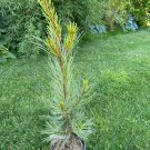 Korean Pine Pinus Morris Blue 24 Inch Tall 1 Gallon Pot