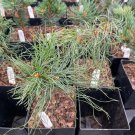 Pinus Strobus Squiggles White Pine Live Plant 10 Inch Tall 1 Gallon Pot