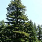 Pinus Peuce Macedonian Pine Live Plant 12 Inch Tall 1 Gallon Pot