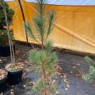 Pinus Strobus Williams #1 White Pine Live Plant 12 Inch Tall 1 Gallon Pot