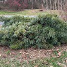 Pinus Strobus Shaggy Dog Live Plant 12 Inch Tall 1 Gallon Pot