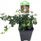 Miniature Abundance English Ivy 2.5 inch Pot Terrarium Fairy Garden House Plant