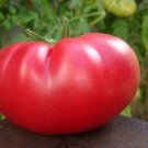 Mortgage Lifter Tomato Plant Large Well Shaped Fruit 2.5 inch Pot