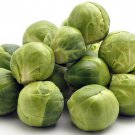 Jade Cross Brussels Sprouts Plant 2.5 inch Pot