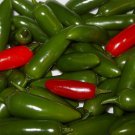Serrano Hot Pepper Plant Great For Salsa 2.5 inch Pot