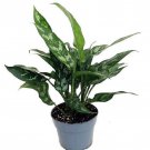 Maria Chinese Evergreen Plant Aglaonema Low Light 6 inch Pot