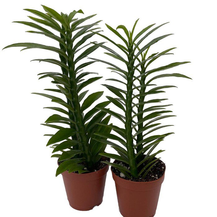 Green Devils Backbone Plant Pedilanthus 2 Pack In 2 inch Pots