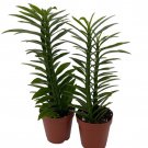 Green Devils Backbone Plant Pedilanthus 2 Pack In 2 inch Pots