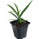 Pandan Spice Plant Amaryllifolius Pandanus Indoors Out Live Plant 2.5 inch Pot