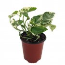 N Joy Pothos Epipremnum Aureum 4 inch Pot Good In Low Light