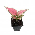 Lucky Red Chinese Evergreen Plant Aglaonema Low Light 2.5 inch Pot
