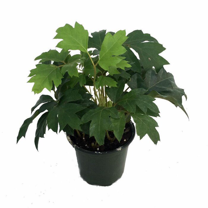 Oak Leaf Grape Ivy Plant Cissus Rhombifolia 4 inch Pot
