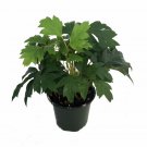 Oak Leaf Grape Ivy Plant Cissus Rhombifolia 4 inch Pot