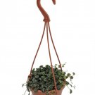 String Of Hearts Peperomia Prostrata 4 inch Mini Hanging Basket