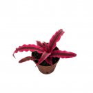 Magenta Earth Star Plant Cryptanthus 2 inch Pot