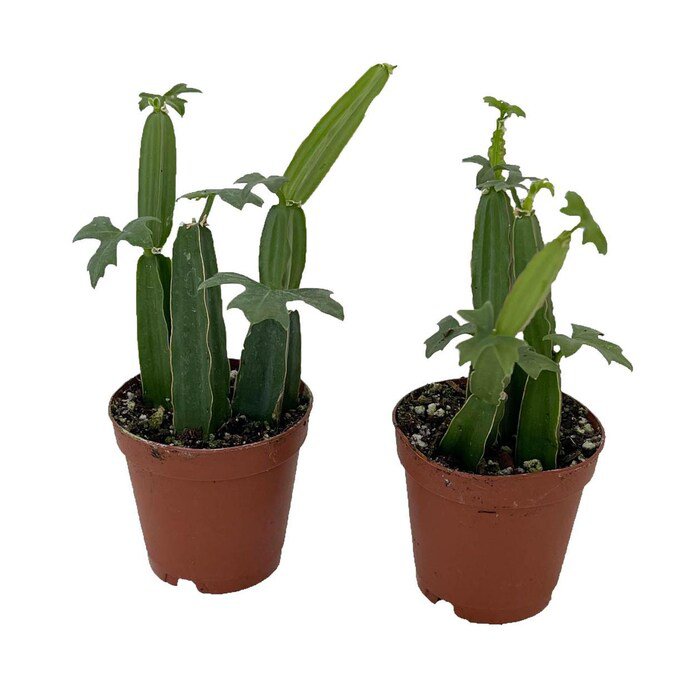 Veldt Grape Ivy Devils Backbone Herb Cissus Quadrangularis 2 Pack 2 inch Pots
